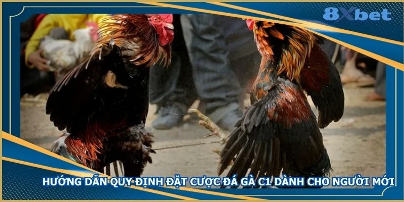 huong-dan-quy-dinh-dat-cuoc-da-ga-c1-danh-cho-nguoi-moi