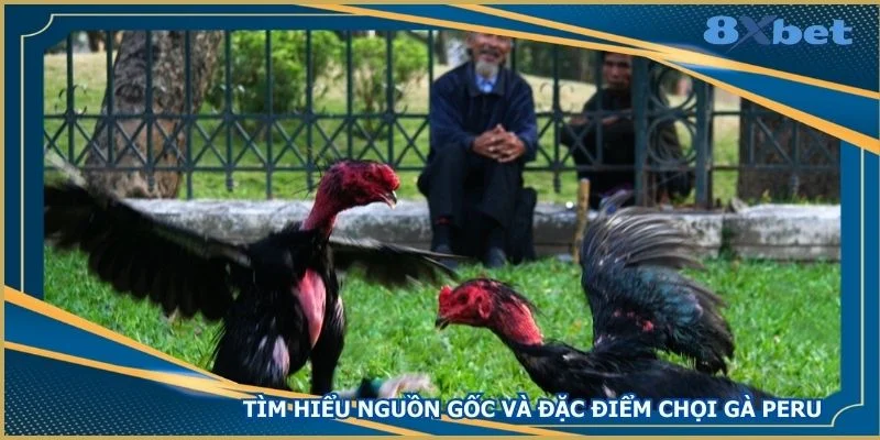 tim-hieu-nguon-goc-va-dac-diem-choi-ga-peru